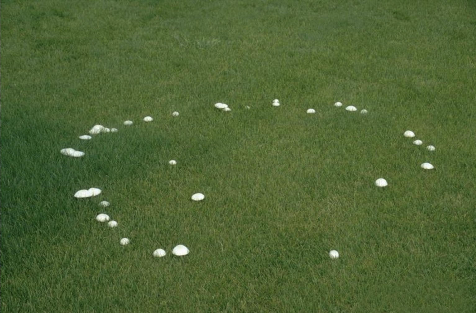 Fairy rings are arcs or circles of mushrooms growing in dark green, lush grass.