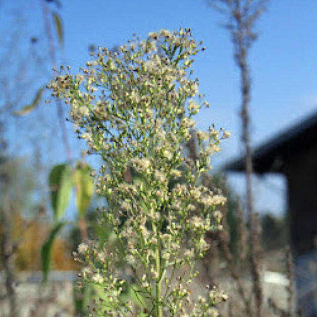 After a rainy growing season, many growers have probably wished they could turn off the rain. There is one type of rain that growers can partially control-- weed seed rain.