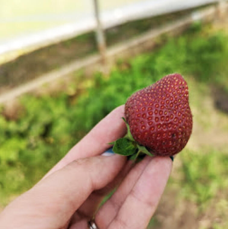 Strawberry season has begun!