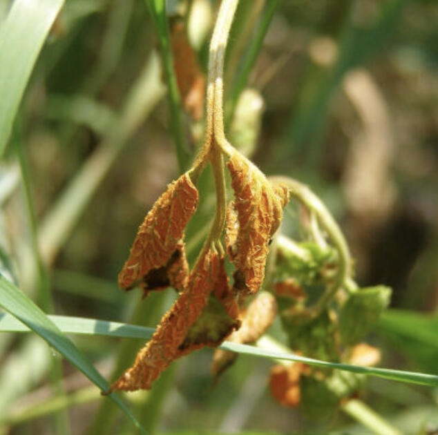Warm days, humid nights, and crowded plantings create the perfect environment for fungal diseases.