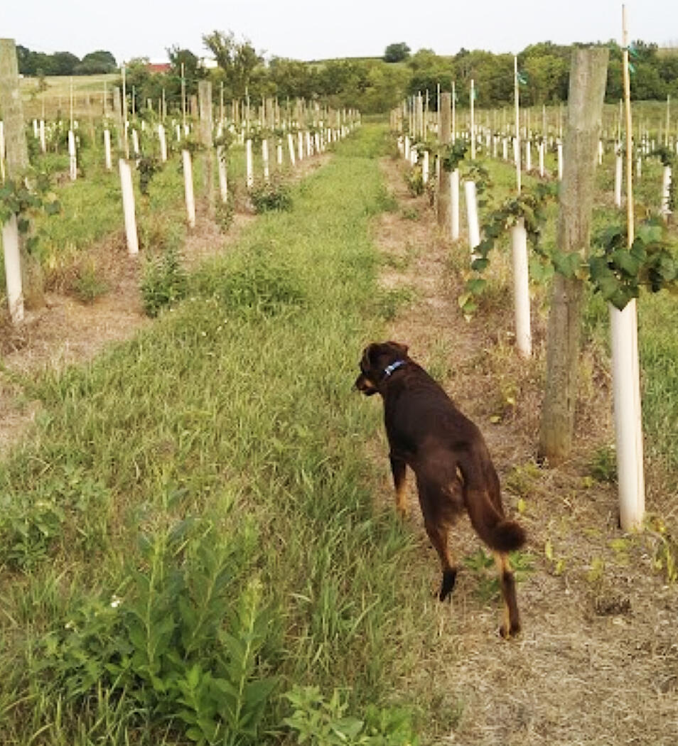 To appreciate why it's so important to remove grow tubes in the fall, we first have to understand the original function of grow tubes.