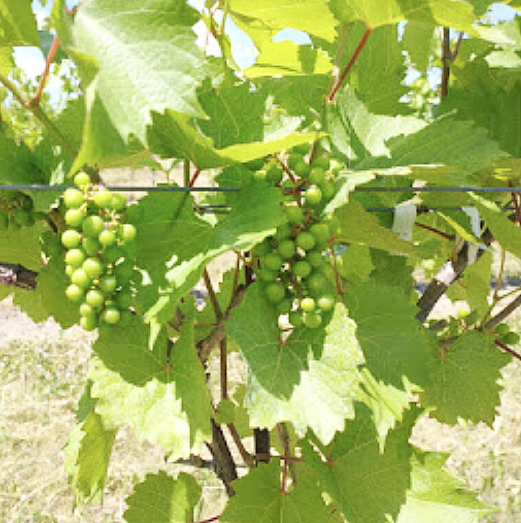 In this week's fruit update: Strawberry season and preparing for renovation Grapes: Give the sprayer a break Apples: Insect pest trapping update Raspberries and blueberries.