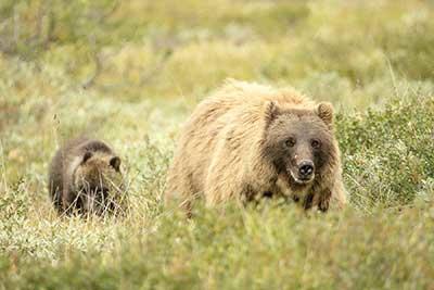 A mother grizzly bear and her spring cub traverse the Alaskan tundra. Cubs follow the mothers anywhere and everywhere. (Photo by Stan Tekiela)