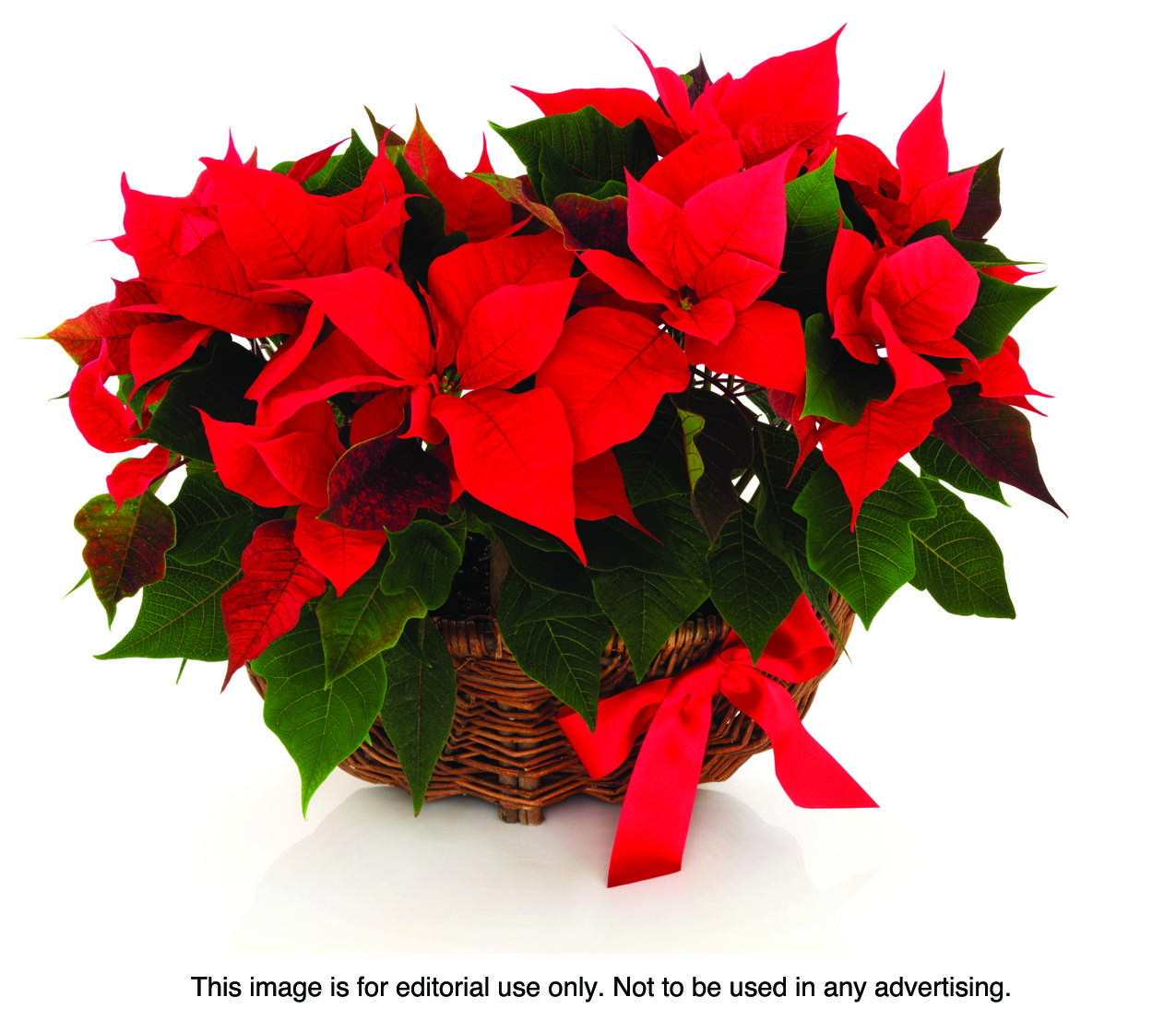 As much as it suits holiday decor and seems tailor-made for that special time of year between Thanksgiving and the first of January, the poinsettia has a reputation that few plants would want.