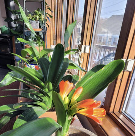 How does a houseplant owner balance good care with not overdoing it? Here are a few tips to help.