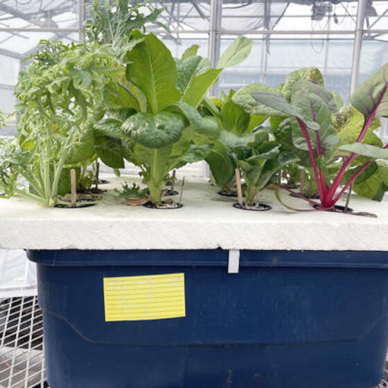 A deep water culture hydroponics system can be as simple as a bucket with a foam board top.