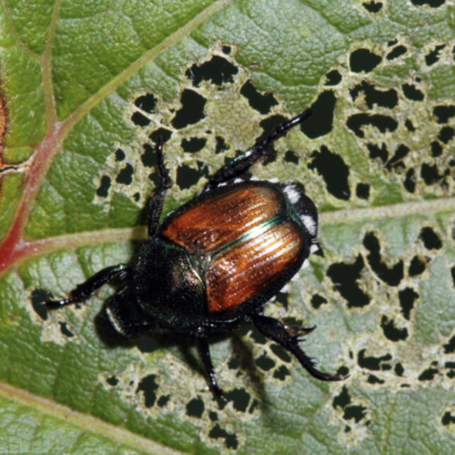 Adult Japanese beetles started to show up a few weeks ago. Populations will continue rising through July and taper off by mid-August.