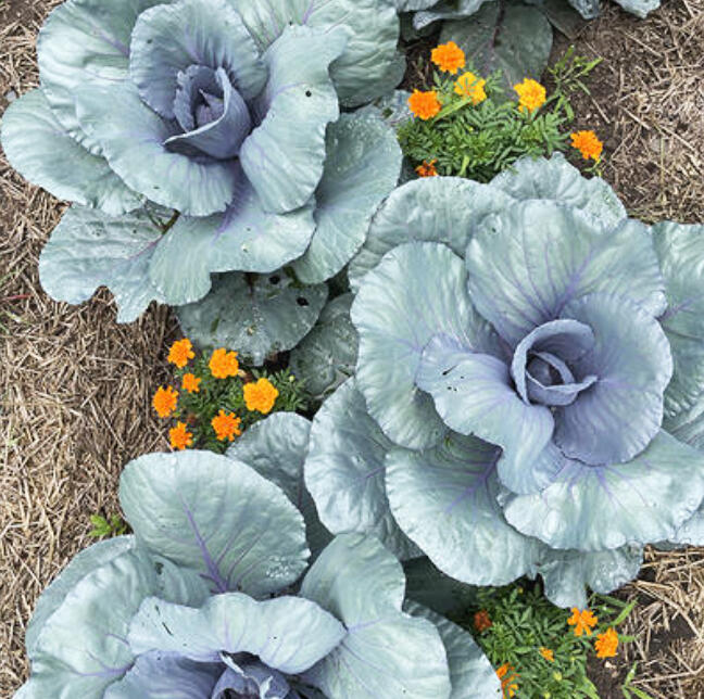 As we enter the middle of summer, you may have gaps in your vegetable garden for a few reasons. There’s still plenty of time to plant a wide variety of things.