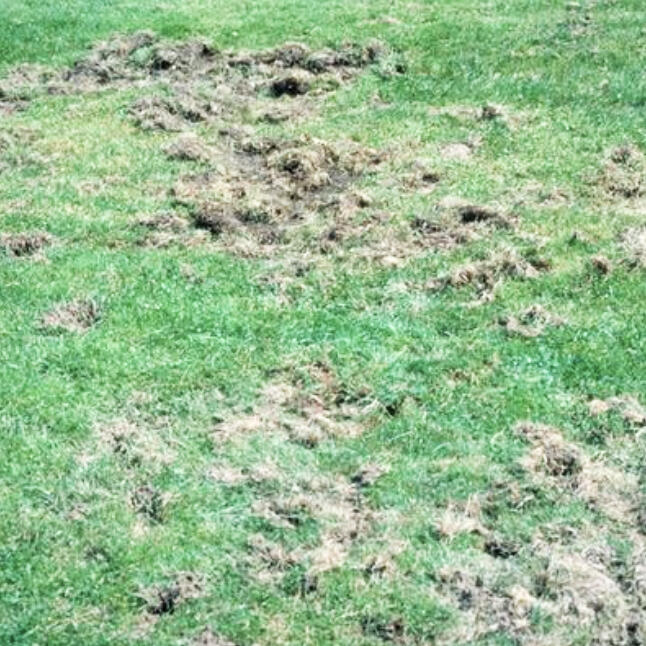 Hungry animals are just a symptom of your dug-up lawn’s actual problem: white grubs.