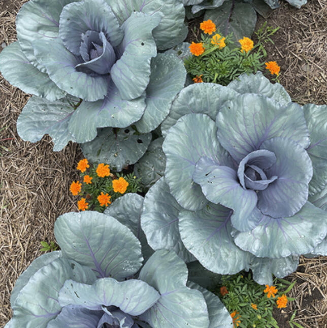 You may have gaps in your vegetable garden for a few reasons. There’s still plenty of time to plant a wide variety of things.