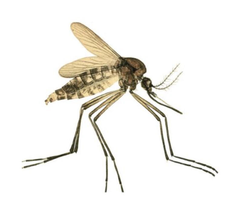 A few simple habits can turn your yard from a mosquito breeding ground into a far more comfortable place to spend a Minnesota summer.