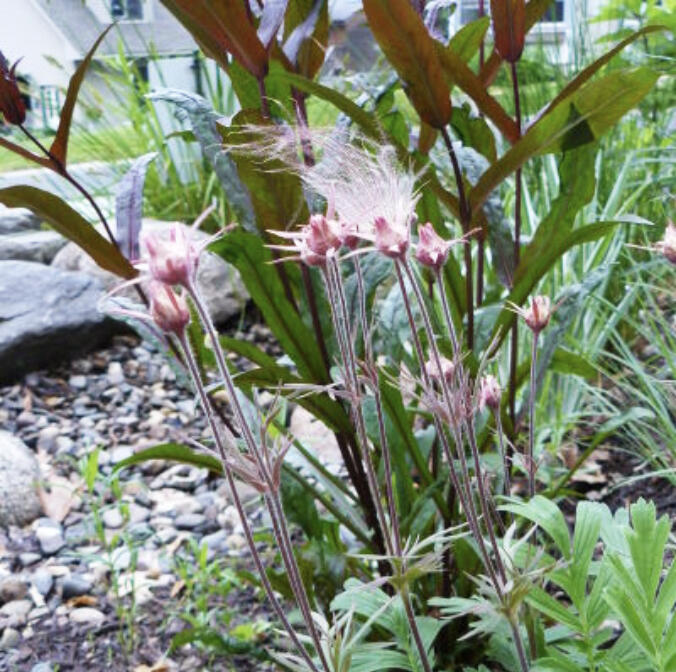Native plants are a great addition to any landscape. They are adaptable, provide a wide diversity of color, bloom time, form and texture, and they benefit important pollinators and other insects and animals.