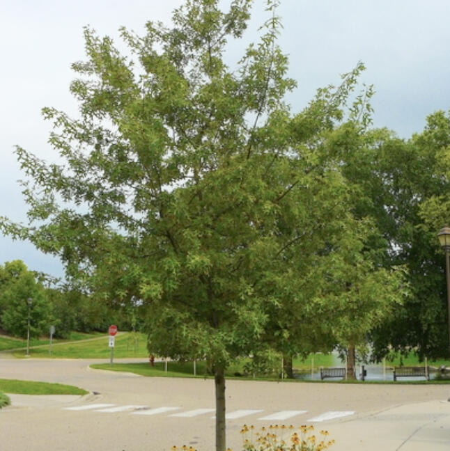 Oak wilt is a debilitating fungal disease that can kill all species of oaks quickly. So, what does it mean when we say "oak wilt status is safe"?