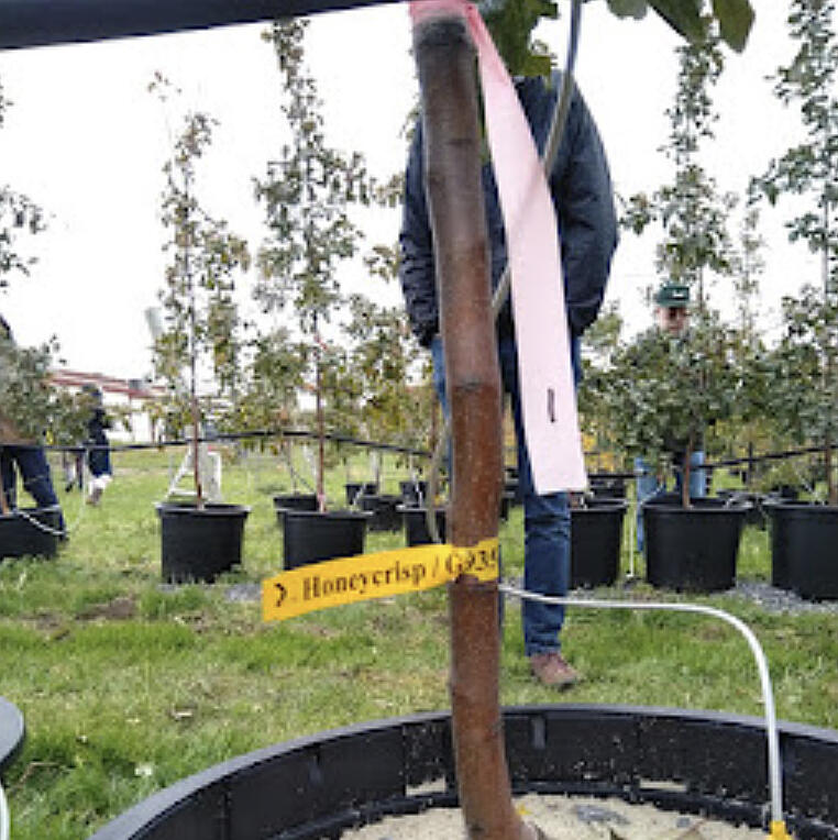 Given that it's November, we're far away from the start of the growing season, but now is a good time to think about ordering apple bare root trees for future plantings; which may mean receiving plants for establishment in 2026 when ordering now, depending on the order.