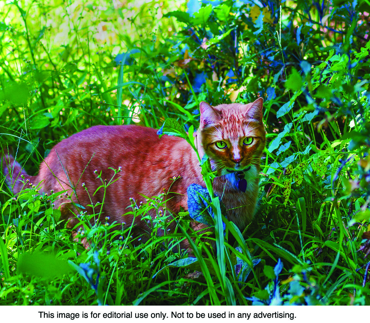 The following is a list of potential dangers that can affect pets outdoors.