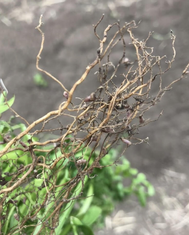 We want to inoculate you with information on common issues and considerations in peas and beans. Inoculating peas and beans Peas and beans are legumes.