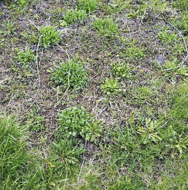 The Minnesota Department of Agriculture has resources that include Best Management Practices (BMPs) and other guidance for using (or not using) pesticides and protecting water quality and pollinators.