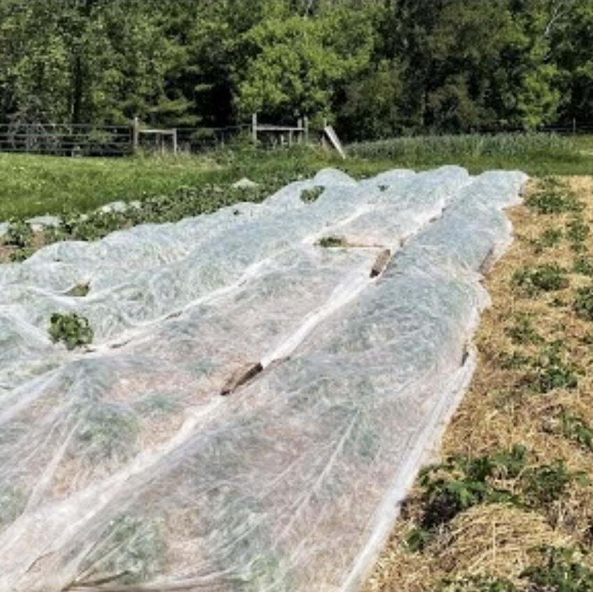 For the past two years, we've been working with farmers at Clover Bee Farm, Shepherd Moon Farm, and Big River Farms to test the viability of non-chemical methods for managing Colorado Potato Beetles.