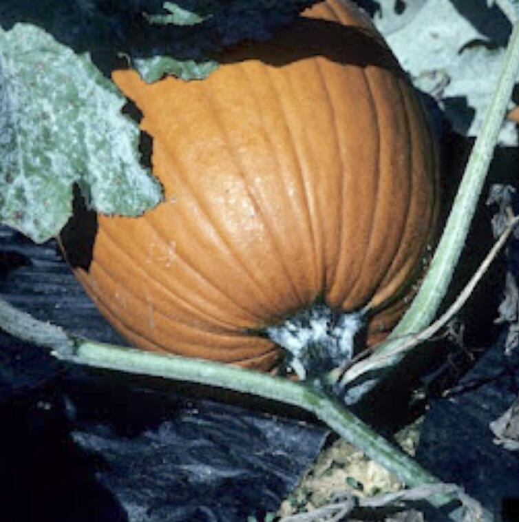 Pumpkins in fields with powdery mildew should be removed when ripe to prevent infection of the stem. Gerald Holmes, Strawberry Center, Cal Poly San Luis Obispo, Bugwood.org