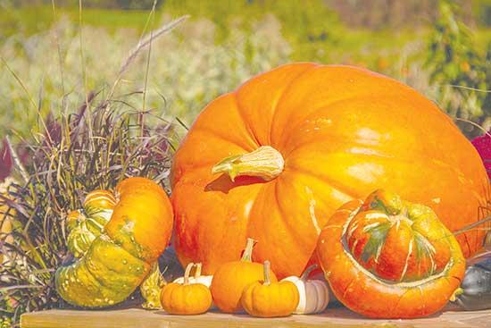 Pumpkin