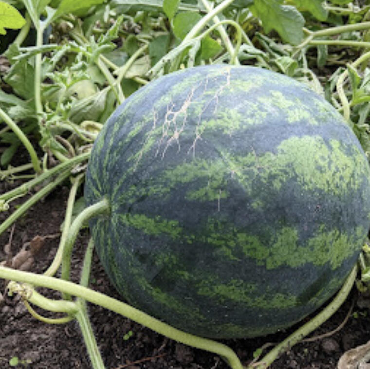 Melons are one of the trickiest plants to grow, because the guidelines around harvest are confusing and often contradictory.