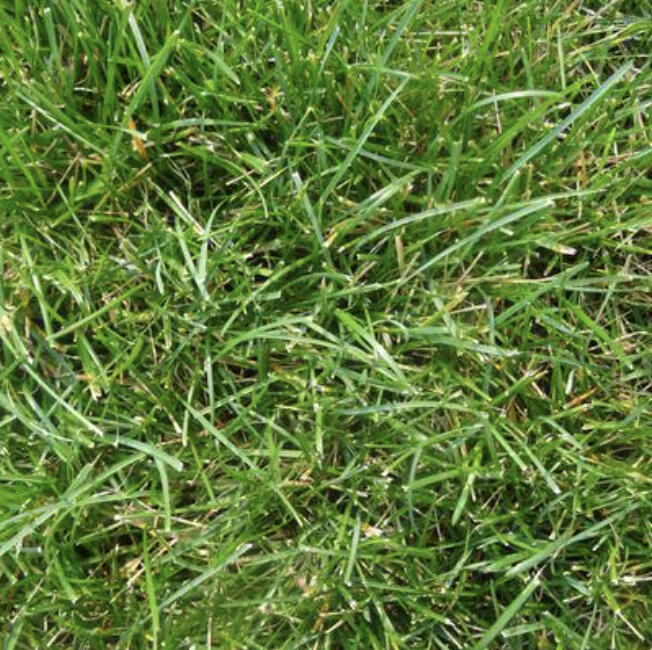 Raising your mower height to 3-3.5 inches results in a denser, healthier lawn.