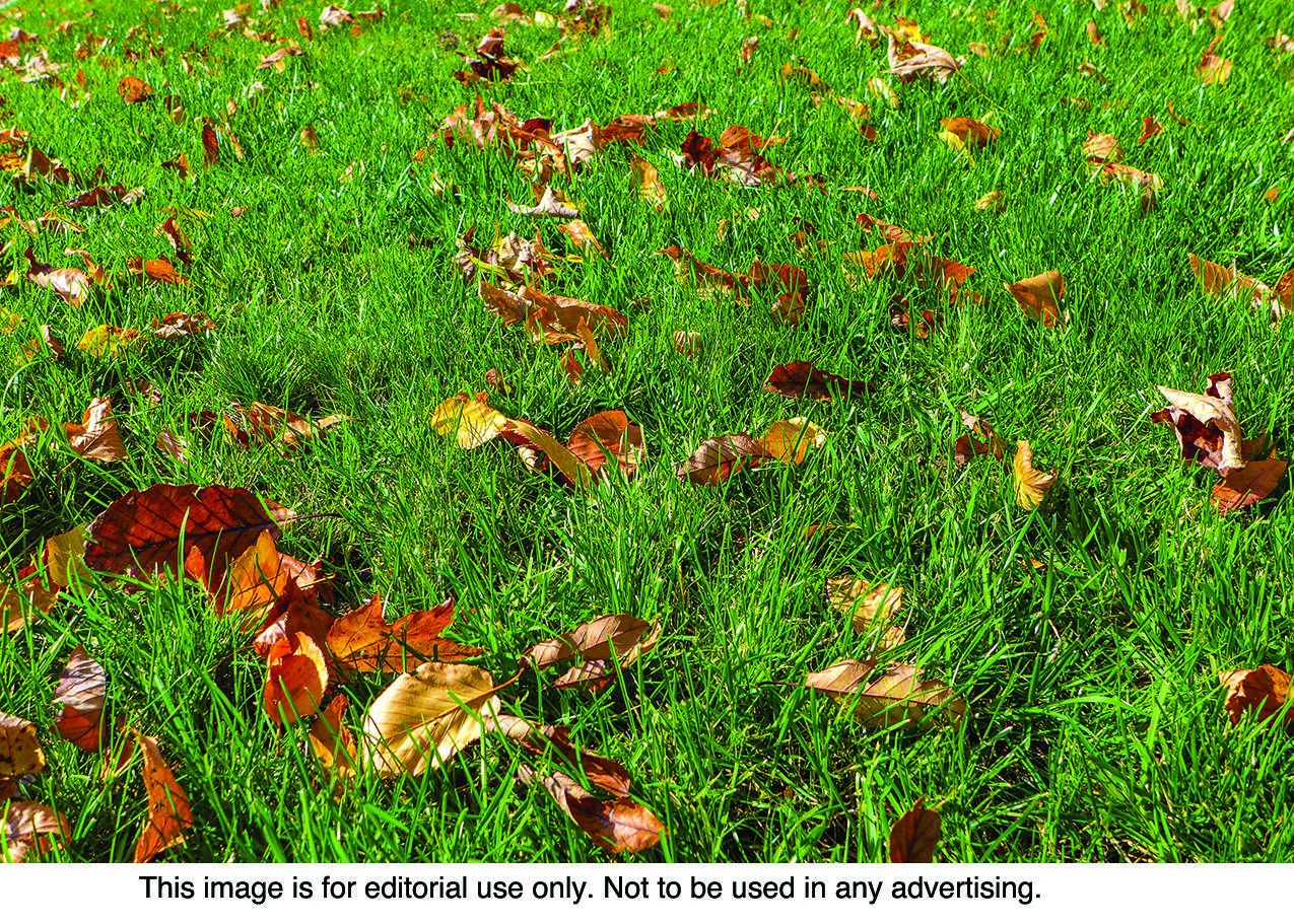 Remove any debris from the lawn after snow thaws to see what you're working with.