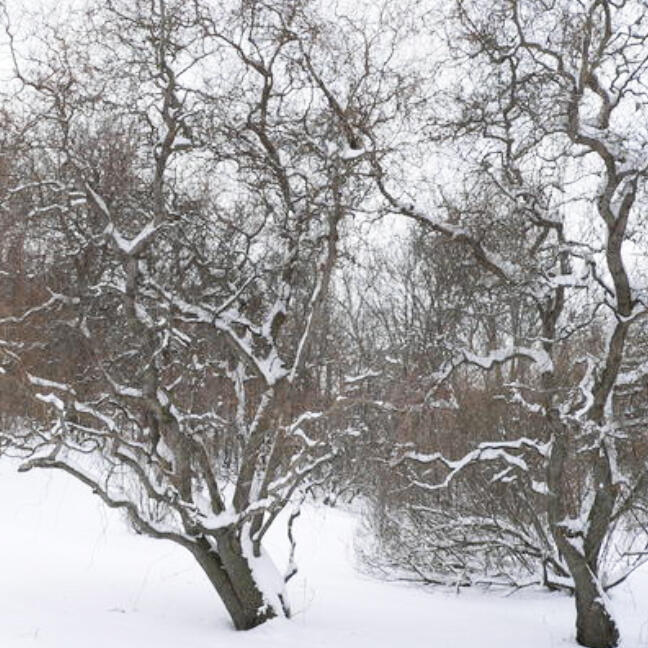 February and March are good months for pruning some of our woody landscape plants.