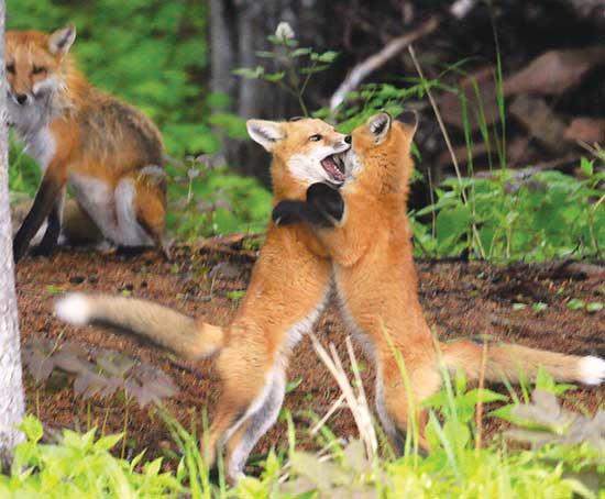 A crowd-favorite of John’s photos, these two young foxes spar outside the den with their mother looking on, attentively.