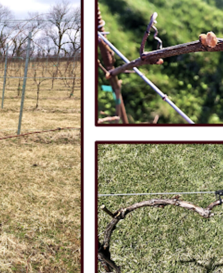 Whether you’re working on a new vineyard block, elongating cordons for further established vines, or replacing winter-injured or declining cordons, tying down canes to fruiting wire is something all vineyards end up doing annually.