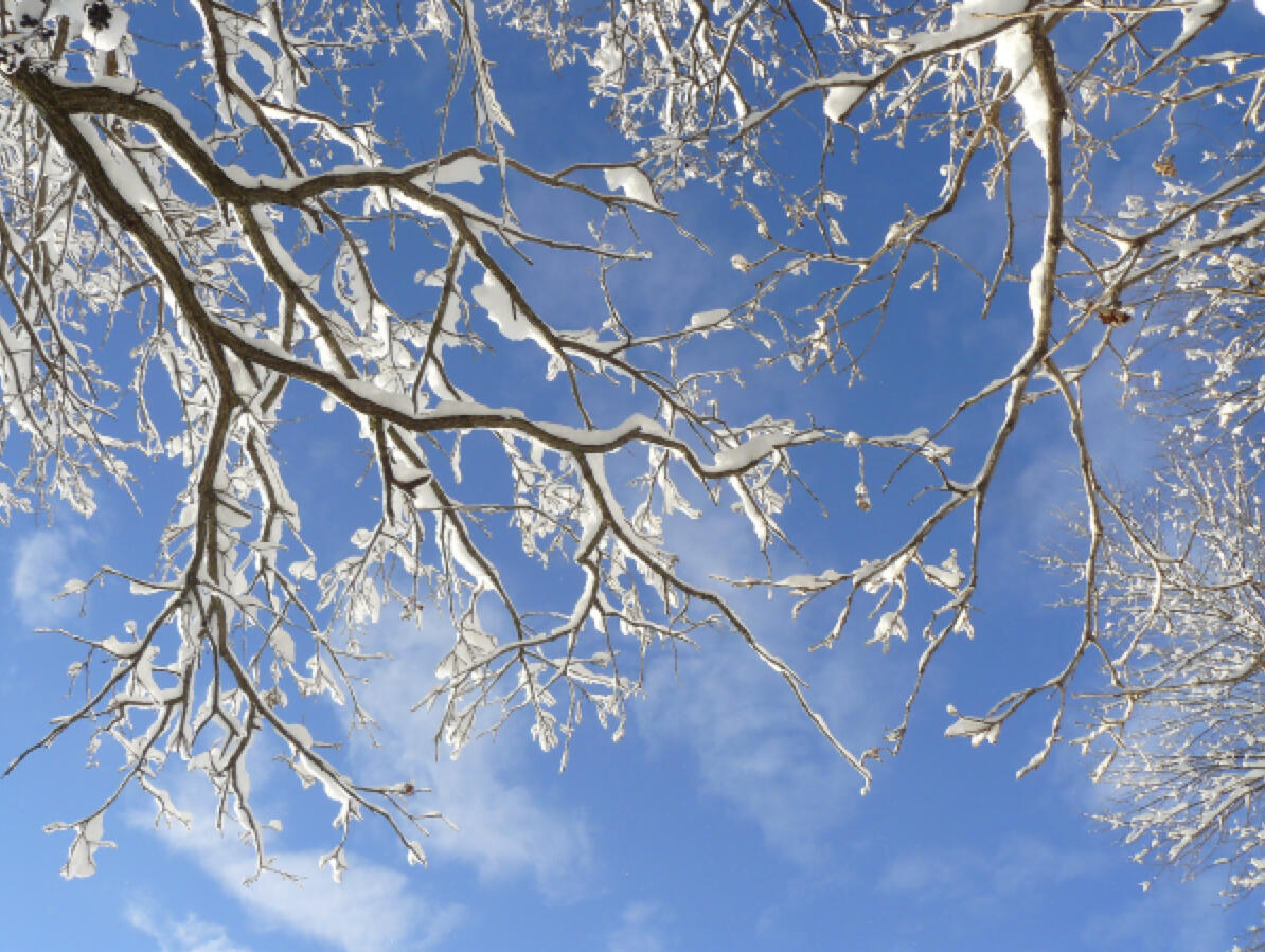 It's time to get your order in for bare-root plants.