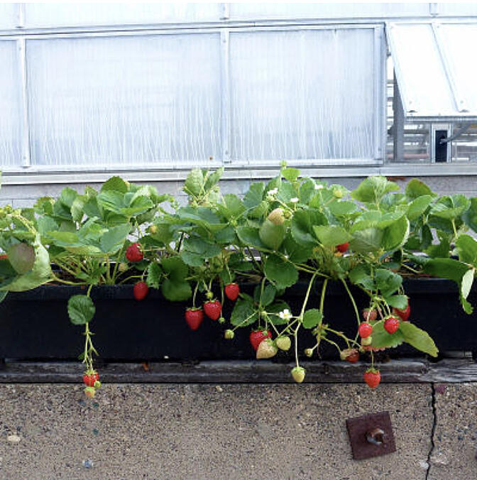 Strawberries are a great choice to fill your pots, planters, hanging baskets, or even window boxes, as long as you choose the right type of strawberries.
