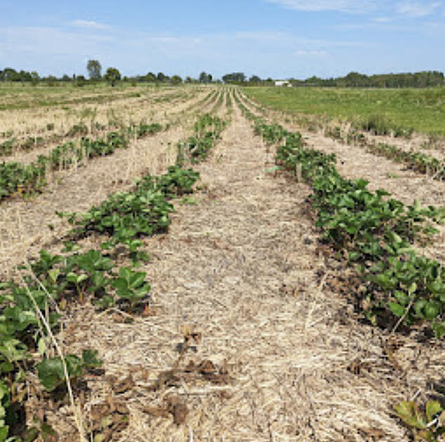 A few sporadic weeds in a fall strawberry patch are normal, even with excellent weed control.