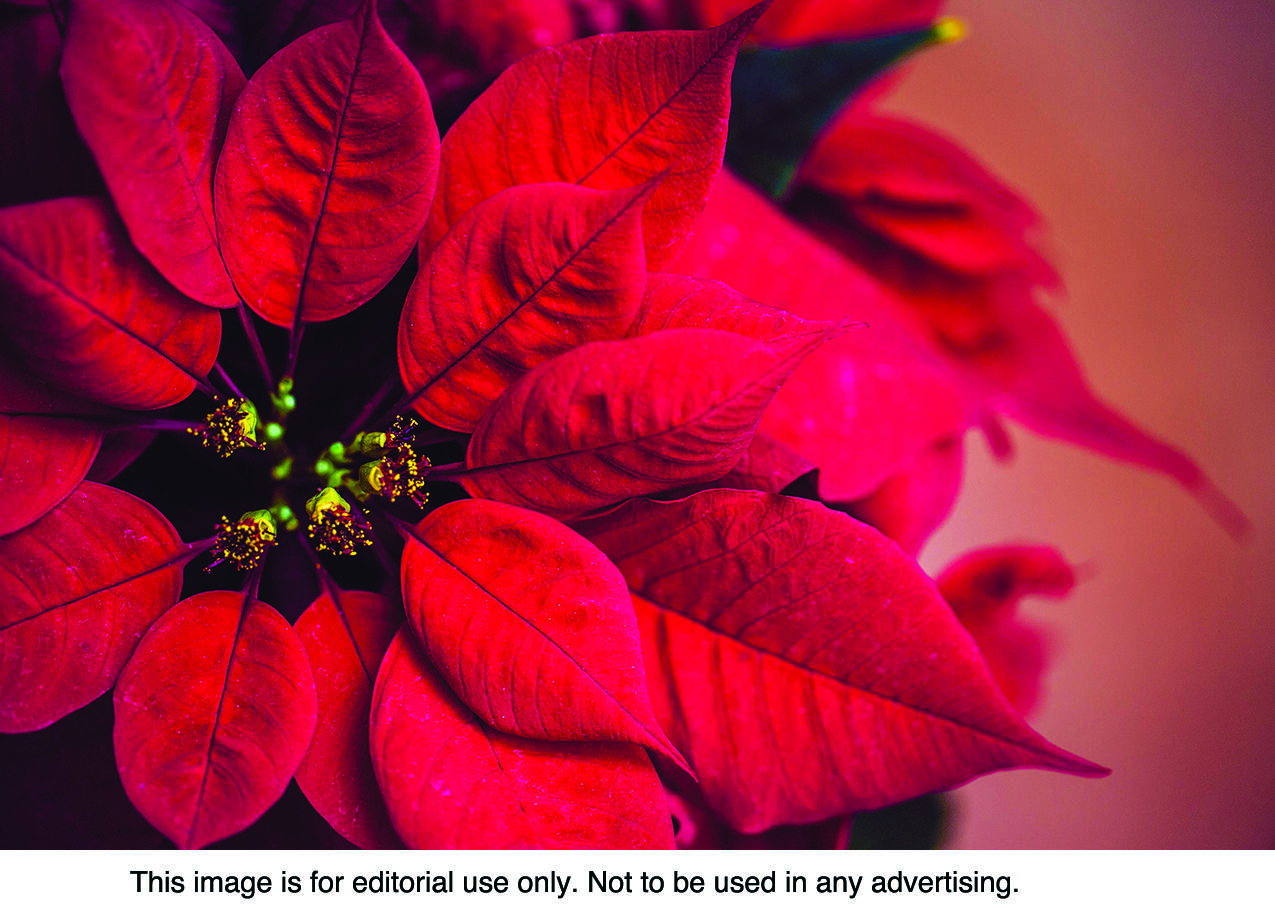 The red foliage on poinsettias are actually modified leaves called bracts. The flowers are the small, yellow buds in the center of the plant.