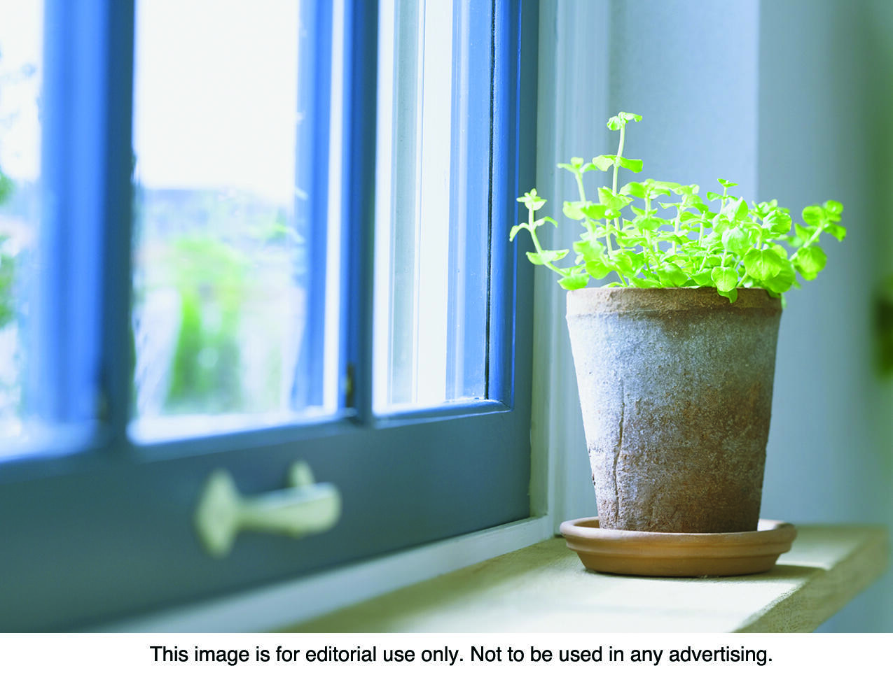 Houseplants can be used to improve indoor spaces, and they also provide various health benefits.