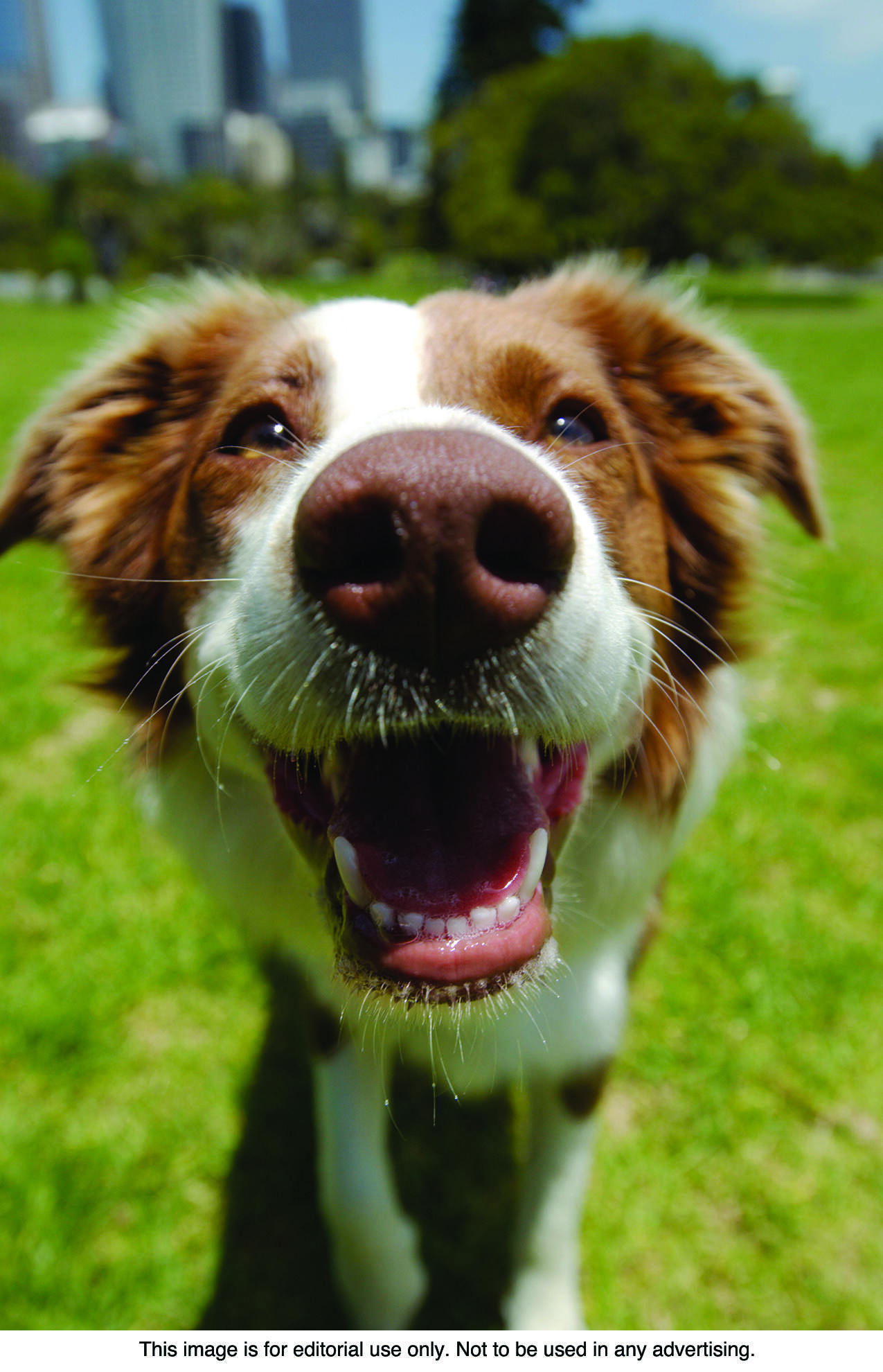 Cats and dogs are as susceptible to heat-related illnesses as their human companions.