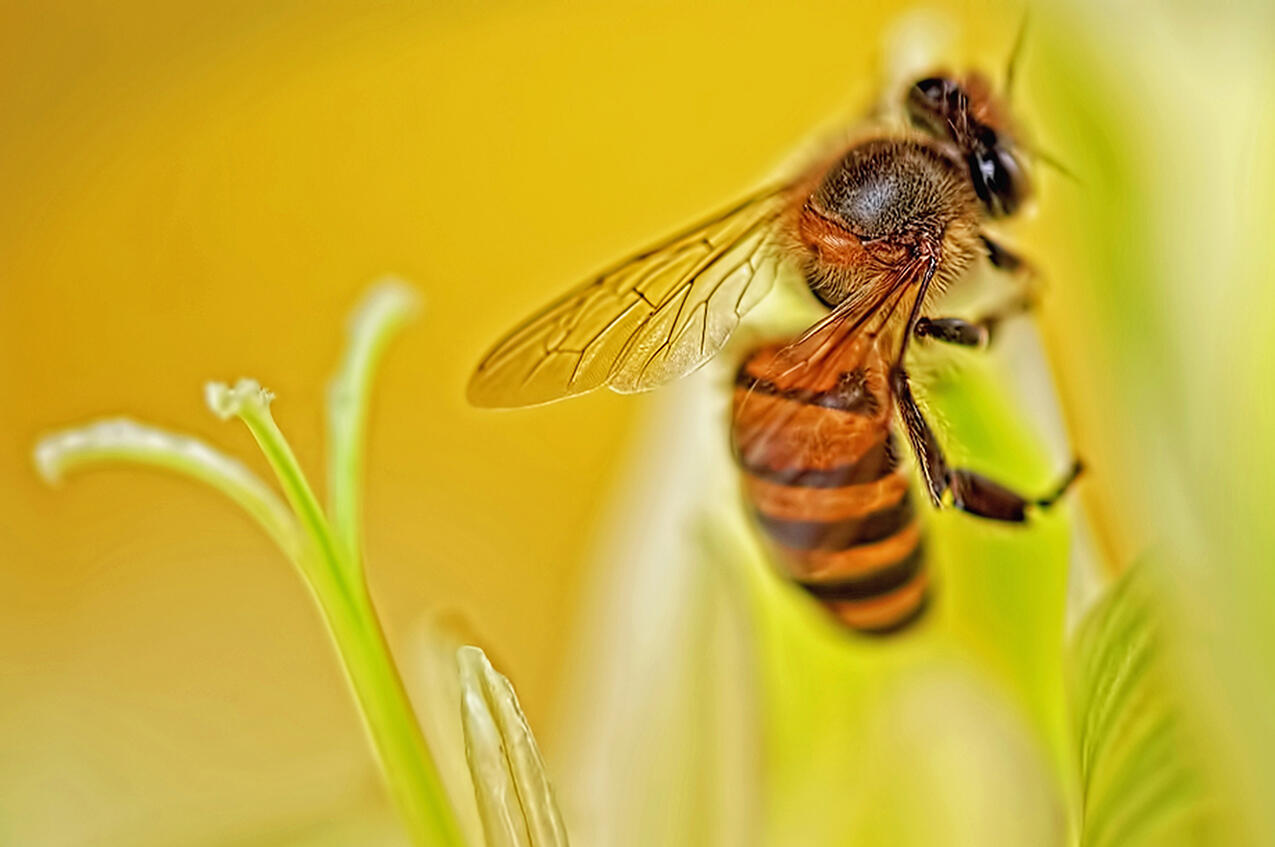 ees, wasps and hornets are distinguished by their behavior, waist and body texture.