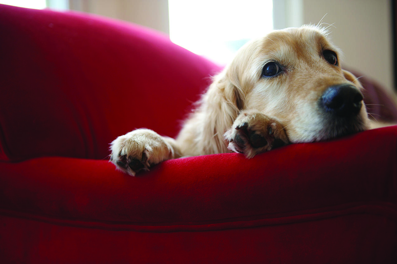 Here are some signs a pet is in pain, courtesy of the SPCA.