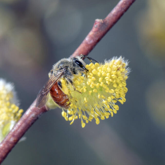 Focusing on the health of plants and small animals creates a resilient ecosystem where deer, grouse, turkey, bear, wolf, elk and moose can also thrive.