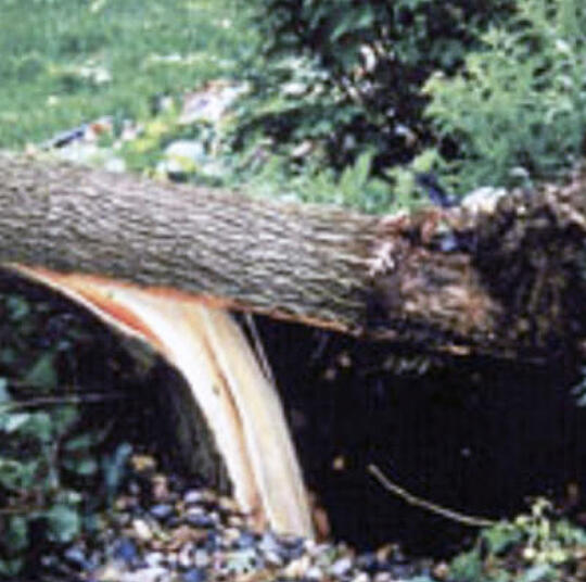 Homeowners may have experienced tree damage due to the recent severe storms. These resources may be helpful in managing tree damage on your property.