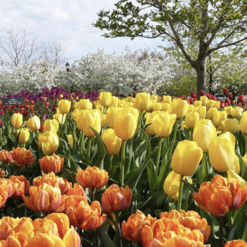 Tulips are hardy bulbs that are planted in the fall for spring blooms.