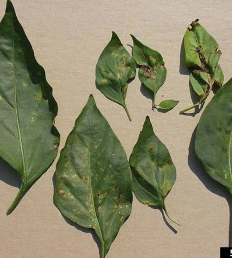 This was the week where plant diseases made themselves known across Minnesota.