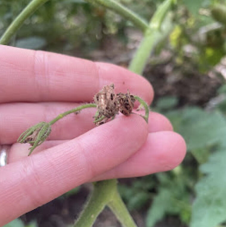 It's been hot - remarkably so. Crops are responding accordingly with slow fruit production and aborted flowers.