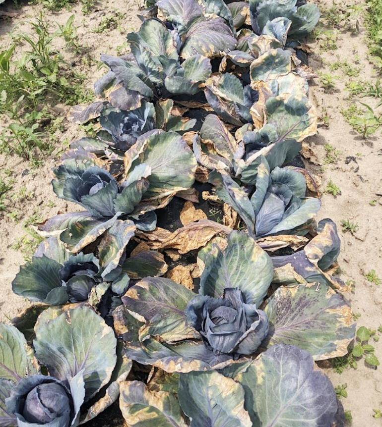 Fall is in the air, and our classic fall vegetable problems are coming along with the cooler nights.