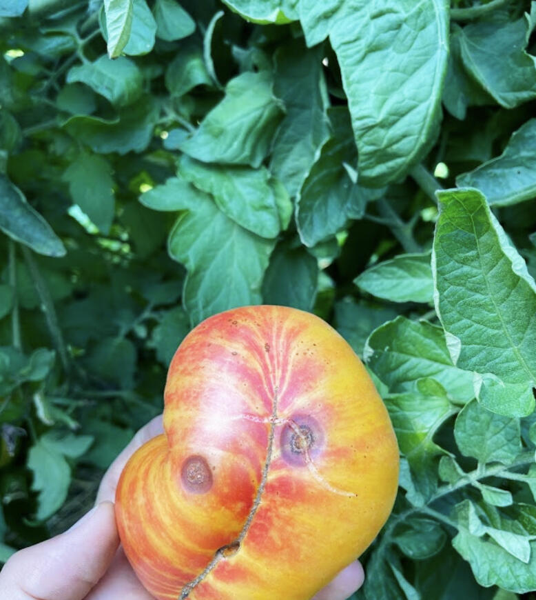 This is the second to last vegetable update of the season. This update includes an overview of some disease issues I've been seeing in the field, a discussion about what the hot fall nights mean for cool season crops, and reminders about fall tasks like thistle management and manure applications.