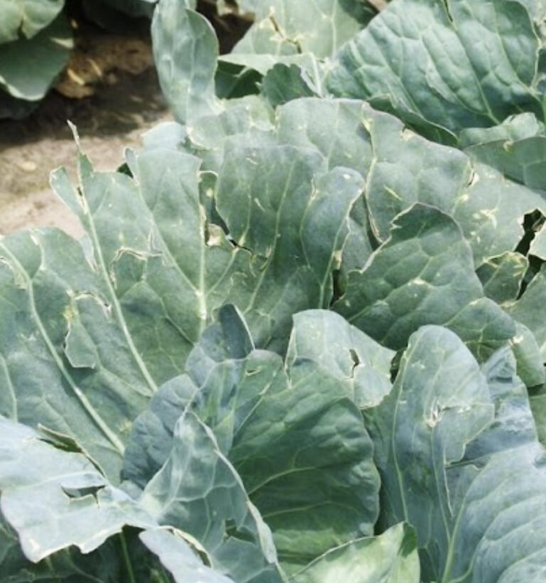 August is almost here, and with all of the rain and humidity, plant diseases are quickly catching up right as peak summer harvest season begins.