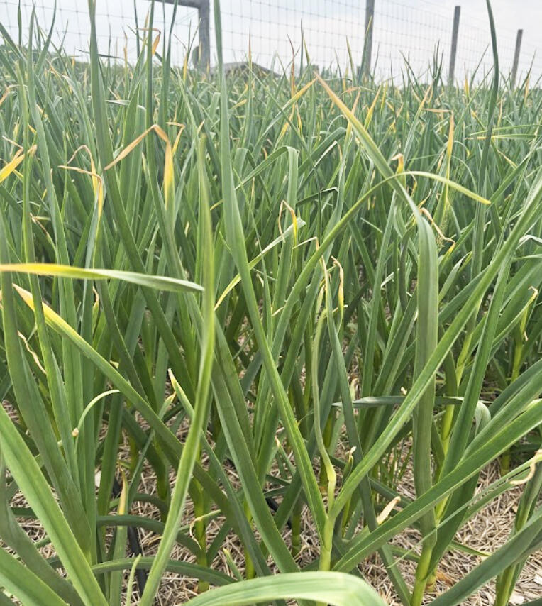 This spring has been pretty ideal for planting. Cooler weather with fairly consistent, gentle rains have allowed farmers to get crops in the ground, reduce transplant stress, and keep cool season crops like Brassicas happy.