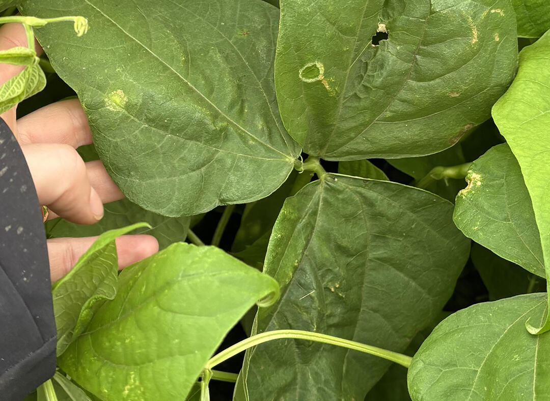 More severe weather affected some farms over the last week, though the steady warmth of this week is sending solanaceous and vine crops leapfrogging ahead.