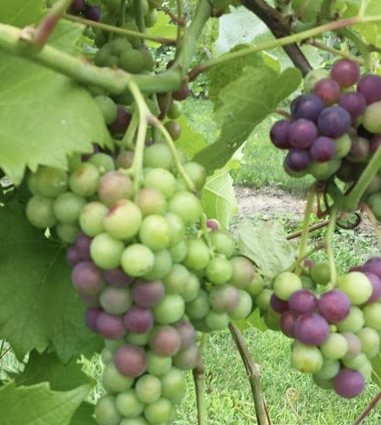 Veraison on Marquette grapes. Photo: Annie Klodd