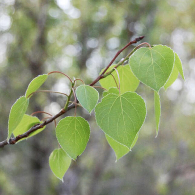 A resistance-focused climate adaptation approach to retain the current state of woodlands involves creating areas called refugia to protect species that may not perform well with climate change.